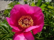 Пион лекарственный (Paeonia officinalis)