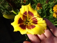 Лилейник "Джейсон Солтер" (Hemerocallis "Jason Salter")