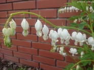 Лампрокапнос великолепный "Альба" (Lamprocapnos spectabilis "Alba") - Дицентра великолепная "Альба"