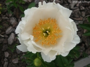 Пион "Айвори Вайт Сосер" (Paeonia "Ivory White Saucer")