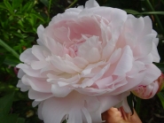 Пион "Сольвейг" (Paeonia "Solveig")