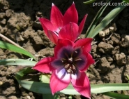 Тюльпан "Літтл Б'юті" (Tulipa "Little Beauty")