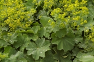 Манжетка мягкая (Alchemilla mollis)