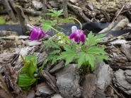 Анемона дібровна "Гігантеа Рубра" (Anemone nemorosa "Gigantea Rubra")