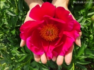 Пион "Скарлет  О'Хара" (Paeonia "Scarlet O'Hara")