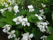 Фіалка сестринська "Альбіфлора" (Viola sororia "Аlbiflora")