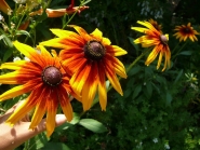 Рудбекія двоколірна (Rudbeckia bicolor)