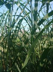 Мискантус китайский "Зебринус" (Miscanthus sinensis "Zebrinus")