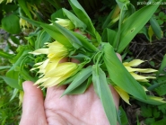 Увулярія великоквіткова (Uvularia grandiflora)