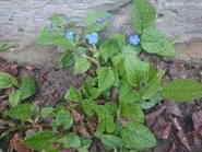 Пупiвник весняний (Omphalodes verna)