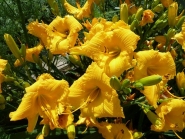 Лилейник "Бакабана" (Hemerocallis "Bakabana")