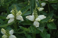 Хелоне коса "Альба" (Chelone obliqua "Alba")