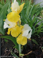 Ирис бородатый "Тюлип Фестиваль" (Iris "Tulip Festival")