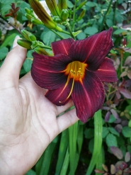 Лілійник "Блек Принц" (Hemerocallis "Black Prince")