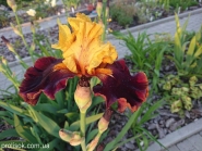 Ирис бородатый "Болд Инкаунтер" (Iris "Bold Encounter")