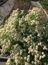 Ромашка виняткова "Сноу Драфт" (Matricaria eximia "Snow Draft")