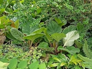 Бадан реснитчатый (Bergenia ciliata)