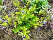 Бруннера великолиста "Діанас Голд" (Brunnera macrophylla "Diane's Gold")