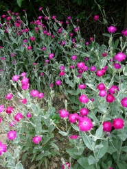 Лихнис корончатый (Lychnis coronaria)