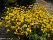 Кореопсис кільчастий "Загреб" (Coreopsis verticillata "Zagreb")