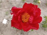 Півонія "Ліджен оф Хонор" (Paeonia "Legion of Honor")