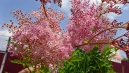 Гадючник червоний "Венуста Магніфік" (Filipendula rubra "Venusta Magnifica")