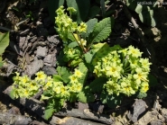 Первоцвіт гібридний "Франческа" (Primula  hybrid "Francesca")