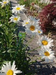 Нивяник "Аляска" (Leucanthemum x superbum "Alaska")