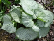 Бруннера крупнолистная "Лукинг Гласс" (Brunnera macrophylla "Looking Glass")