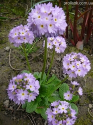 Первоцвіт дрібнозубчастий "Вайлет" (Primula denticulata "Violet")