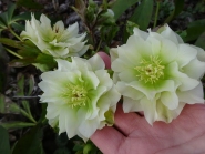 Морозник гибридный "Дабл Эллен Вайт" (Helleborus "Double Еllеn White")