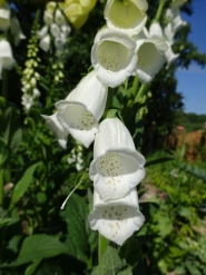 Наперстянка пурпурова "Альба" (Digitalis purpurea var. Аlba)