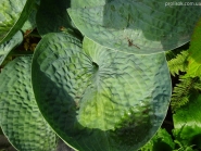 Хоста "Абіква Дрінкінг Гоурд" (Hosta "Abiqua Drinking Gourd")