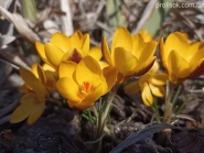 Кокус золотистий "Геральд" (Crocus chrysanthus "Herald")