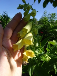 Наперстянка великлквіткова (Digitalis grandiflora)