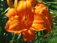 Лилейник "Мауна Лоа" (Hemerocallis "Mauna Loa")