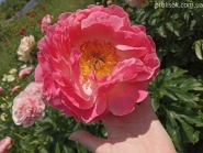 Півонія "Тропікана" (Paeonia "Tropicana")