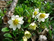 Дриада Зюндермана (Dryas x suendermannii)