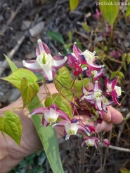 Горянка червона (Epimedium x rubrum)