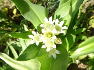 Тирлич тібетський (Gentiana tibetica)