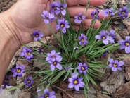 Сизюринхій гірський (Sisyrinchium montanum)