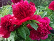 Пион "Ред Шарм" (Paeonia "Red Charm")