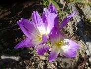 Безвременник "Рози Доун" (Colchicum "Rosy Dawn")