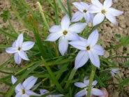 Іфейон одноквітковий "Віслі Блю" (Ipheion uniflorum "Wisley Blue")