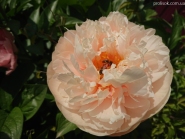 Пион "Пастелеганс" (Paeonia "Pastelegance")