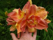 Лилейник "Лонгфилдс Твинс" (Hemerocallis "Longfields Twins")