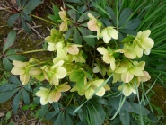 Морозник нигеркорс "Снов Лав" (Helleborus × nigercors "Snow Love")