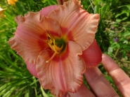 Лілійник "Елегант Кенді" (Hemerocallis "Elegant Candy")