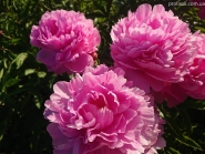Пион "Мариэтта Сиссон" (Paeonia "Marietta Sisson")