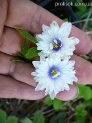 Анемона дібровна "Блю Айс" (Anemone nemorosa "Blue Eyes")